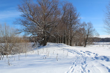 winter landscape with trees and snow