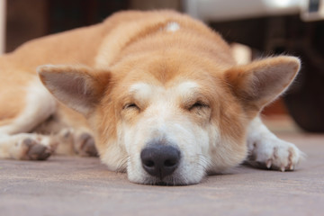 Naklejka na ściany i meble Sleeping brown dogs on the cement floor.