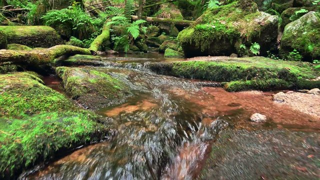 Footage of a forest brook, with the clear water gently flowing through moss covered rocks and vegetation