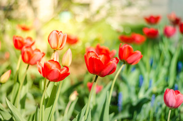 Beautiful nature scene with blooming tulip in sun flare/Beautiful meadow. Field flowers red tulip.