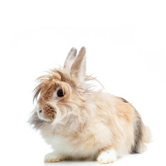 Bunny rabbit portrait