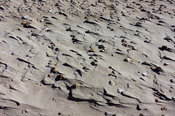 Shells on sand.