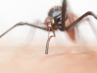 3d rendered illustration of a mosquito