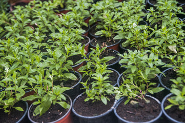 Plants in a pots. Botanical garden.