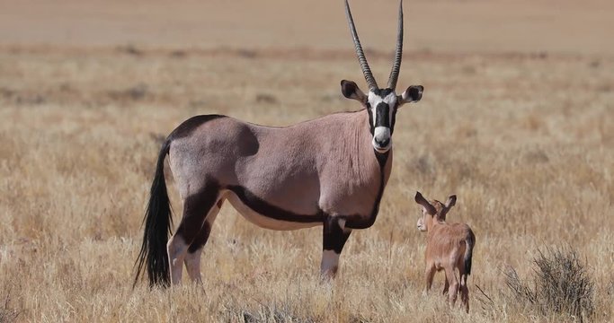 Beautiful Oryx Gemsbok antelope in arid grass and mountain landscape of Namib Naukluft National Park, Sossusvlei, with young one, Namibia