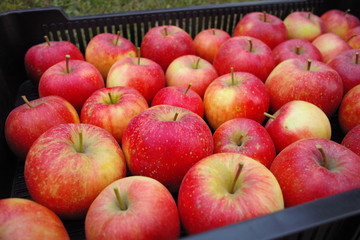 Red apple after the harvest