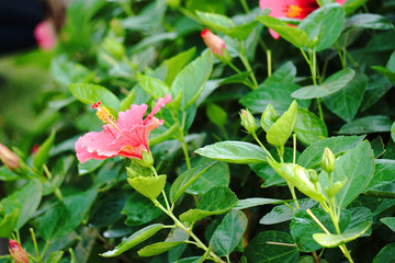 Beautiful and vibrant red hibiscus flower on a green background, Close up