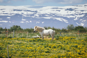 Obraz premium White icelandic horse standing on a pasture with green grass and yellow flowers behind wire fence, snow capped mountains in the background on a sunny summer day
