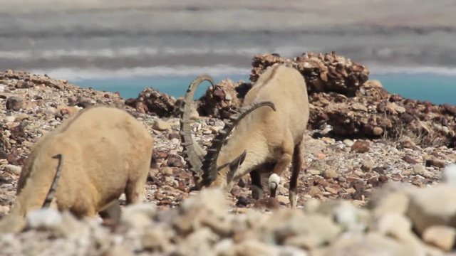 Nubian ibex feeding Beautiful shot of Nubian ibex near the Dead Sea