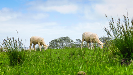 Fototapeta premium Group of Sheep in Auckland, New-Zealand