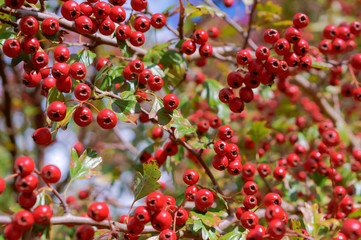 Fototapeta premium ripe red hawthorn berries on branches