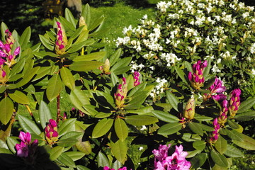 Purple and white blooming rhododendron