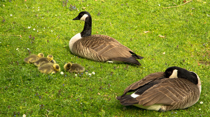 Gänsefamilie