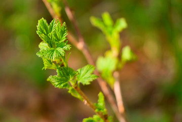 Currant branch with blooming leaves in early spring.