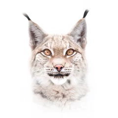 Fotobehang Europees lynxgezicht dat op witte achtergrond wordt geïsoleerd © Olga Itina
