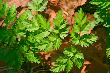 Sprouts of young grass in spring.
