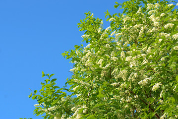 Crown flowering cherry in spring.