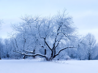 Fototapeta na wymiar Lone snow covered tree.
