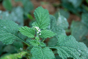 Heliotropium indicum flower