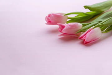 Obraz na płótnie Canvas Three beautiful pink tulips lie on a pink background in the upper right corner. There is plenty of room for text. For holiday card, banner for mother's day, Valentine's day, Easter, birthday