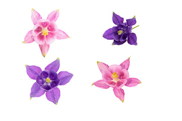 Obraz na płótnie Canvas Purple and pink flowers of aquilegia isolated on white background. Granny’s bonnet, columbine.