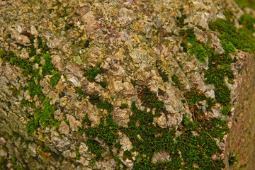 Beautiful Green Moss Growing on Top of the Rock