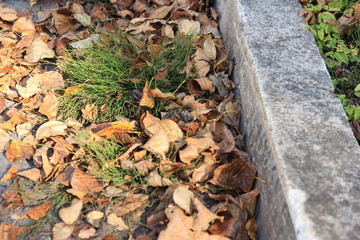 Green Plant in the Middle of Dried Leaves Near the Pavement