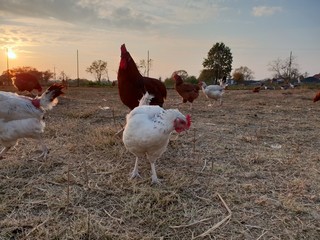 golden hour hens - backyard poultry © Smudge