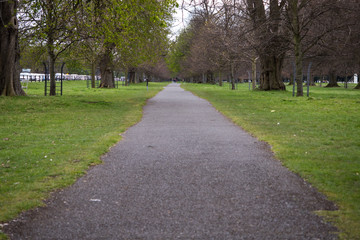 Tree-lined path through Phoenix Park in Dublin, Ireland