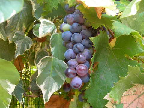 Vigne de ville Toulon