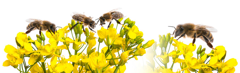 rapeseed flowers and bee close up isolated on white background