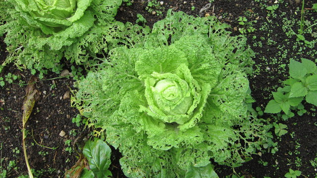 Lechuga arruinada