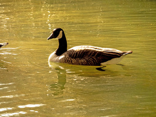 OLYMPUS DIGITAL CAMERA - GEESE