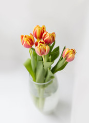 young spring flowers, orange and yellow tulips in a transparent vase on a white background, natural light