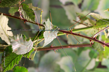 The stick insect Ramulus nematodes