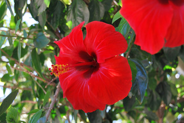 Beautiful red hibiscus flower 