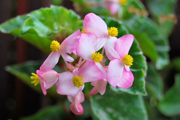Fototapeta na wymiar Beautiful light pink impatiens flower with yellow in the middle and light green leaves