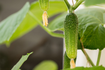 growing cucumber with female flower only