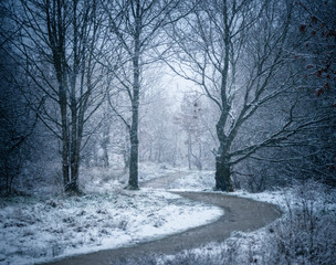 A snow-covered English country lane lined with oak and holly trees, Greater Manchester, UK.