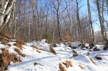 Winter forest on Vitosha mountain (Sofia, Bulgaria)