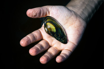 Mussels ordinary in the hands of a child