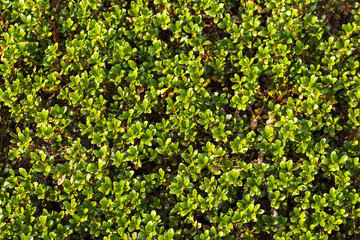 Fototapeta na wymiar green hedge on a warm summer day, leaves