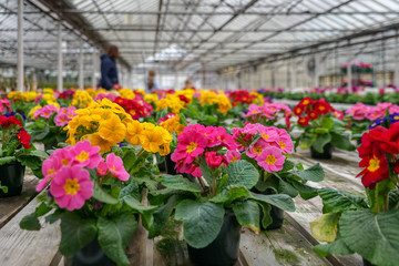Fototapeta na wymiar flowers in greenhouse