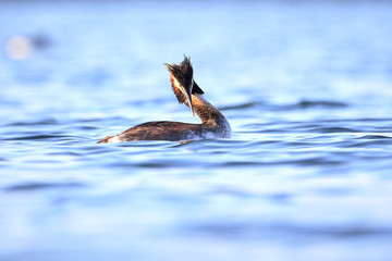 Great crested grebe (Podiceps cristatus) searching for fish