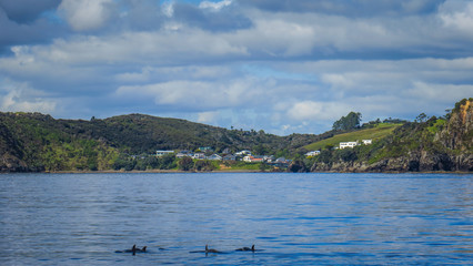 Bay of Islands in Paihia, cruising to the Hole in the Rock and with dolphins