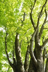 Fototapeta premium 新緑に萌えるカエデ