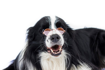 Dog in glasses looks like teacher or professor.
