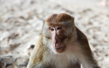 Portrait of a pensive monkey on the beach
