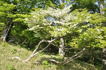 白馬尾根のシロヤシオ