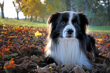 Obraz premium Portrait of a dog lying in fall-colored leaves in autumn.